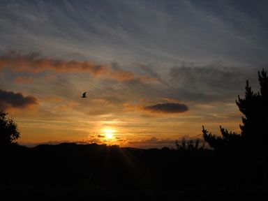 A sunset sky with clouds and a bird flying over silhouetted trees and hills at Trenant View in Wadebridge