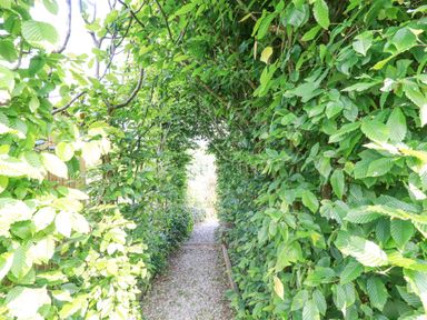 A gravel path surrounded by dense green leafy trees forming a natural tunnel at Trenant View in Wadebridge