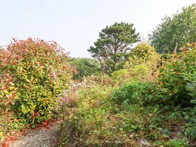 A garden with various green plants bushes and a tree in the background at Trenant View in Wadebridge