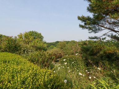 A garden with bushes flowers and trees under a clear sky at Trenant View in Wadebridge