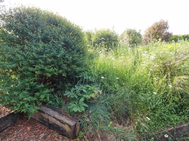 A garden bed with green bushes and wildflowers surrounded by wooden borders at Trenant View in Wadebridge