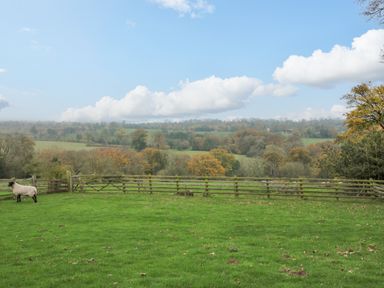 A fenced grassy field with a sheep and trees in the background at Shepherds Cabin at Titterstone in Clee Hill