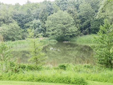 A pond surrounded by trees and greenery with ducks swimming on the water at Heron Lodge in Mavis Enderby near Spilsby