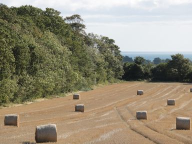 A field with hay bales next to a line of trees and the sea in the background at Manor House in Warkworth