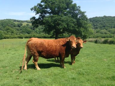 Two brown cows standing on a grassy field with trees and hills in the background at The Cider Barn in Loddiswell
