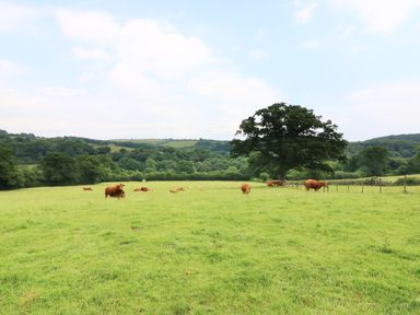 A grassy field with cows grazing and a large tree with hills in the background at The Cider Barn in Loddiswell