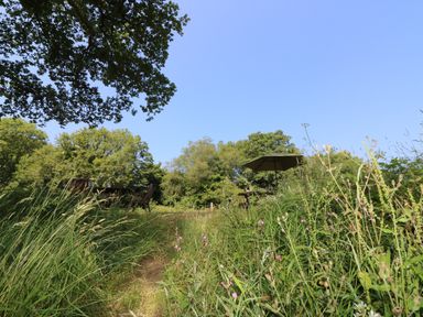 An outdoor area with tall grass benches and a table with an umbrella surrounded by trees at The Cider Barn in Loddiswell