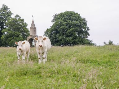 Two white cows standing in a grassy field with trees and a stone tower in the background at The Milking Barn in Yeovil Somerset