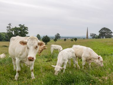 A group of white cows grazing in a grassy field with trees and a tall stone spire in the background at The Milking Barn in Yeovil Somerset