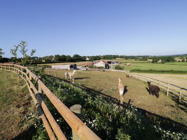 A fenced field with three alpacas and farm buildings in the background at Heron Lodge Castle Farm Wedmore