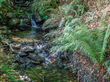A small stream with rocks and ferns along the bank at Running Waters in Callington