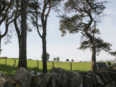 A view of horses in a field with trees and a stone wall at Penrhiwarwydd Barn Pontywaun