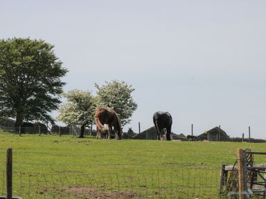 Horses grazing in a field with trees at Penrhiwarwydd Barn in Pontywaun