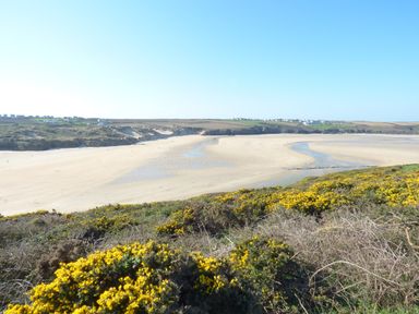 A sandy beach with dunes and yellow flowering shrubs with houses and fields in the distance at Keelyn in Crantock