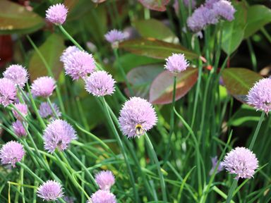 Purple flowers with green stems and leaves and a bee on one flower at Rose Cottage in Penrhiwllan