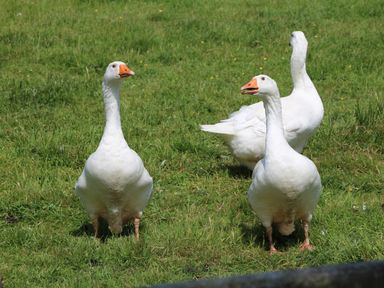 Three white geese standing on grass in a field