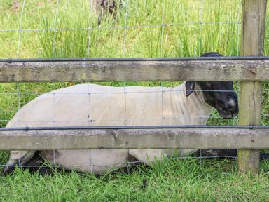 A sheep lying on grass behind a wooden fence with wire mesh at Rose Cottage in Penrhiwllan