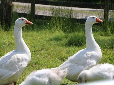 Two white geese standing on grass near two goslings at Brook Lodge in Penrhiwllan