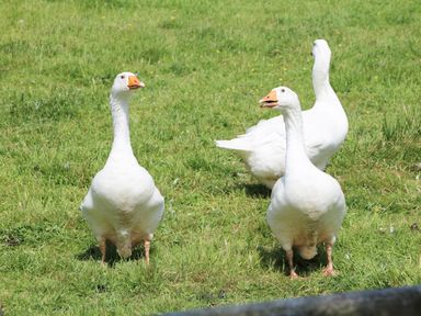 Three white geese standing on grass in an outdoor area at Brook Lodge in Penrhiwllan