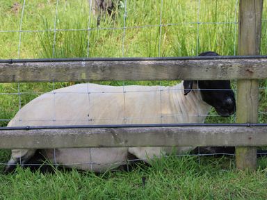 A sheep lying on grass behind a wooden and wire fence in a grassy outdoor area at Brook Lodge in Penrhiwllan