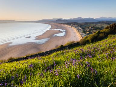 A beach with a long shoreline and grassy hill with purple flowers at Moelwyn View Cottage in Llan Ffestiniog