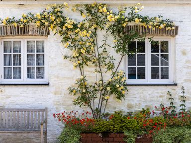 A white stone wall with two windows a wooden bench and yellow climbing roses with red flowers below at The Old Carriage Court in Kidwelly