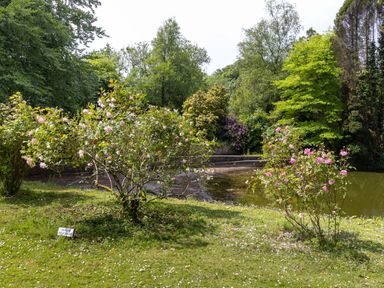 A garden area with flowering bushes near a pond and trees at The Old Carriage Court in Kidwelly