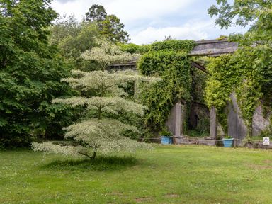 A grassy outdoor area with a variegated tree and a structure covered in ivy at The Old Carriage Court in Kidwelly