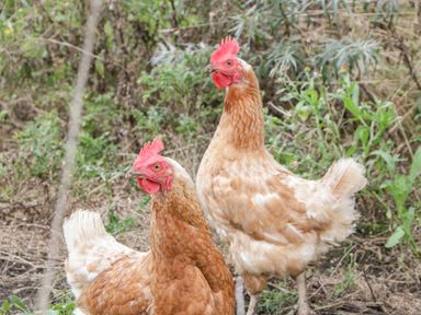 Two brown chickens standing on grass and dirt with green plants around them at Vine Lodge in Kingsbury Episcopi near Martock