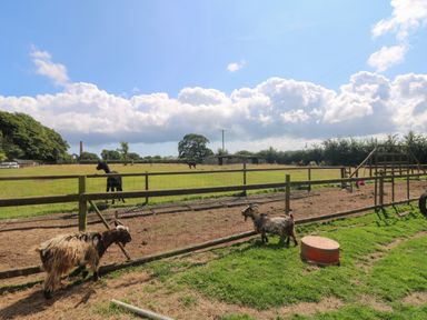 Two goats near a fenced pasture with alpacas on a farm at Edwin's View in Nancegollan nr Porthleven