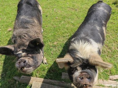 Two pigs standing on grass looking up