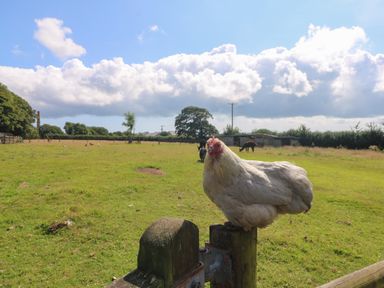 A chicken standing on a wooden post in a field with other animals and trees at Edwin's View in Nancegollan nr Porthleven