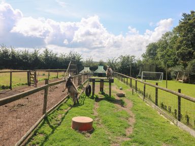 An outdoor fenced area with two goats one standing on a wooden platform the other standing on its hind legs against the fence at Edwin's View in Nancegollan nr Porthleven