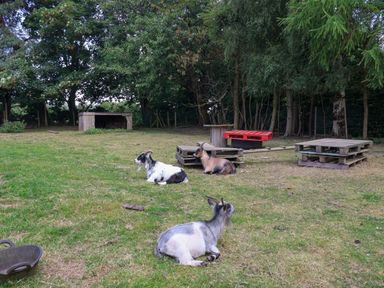 Goats resting on grass in an outdoor enclosure with trees and wooden structures at Bellwether in Helmsley