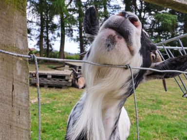 A close up of a goat pushing its head through a wire fence in a grassy area with trees and wooden pallets in the background at Bellwether in Helmsley