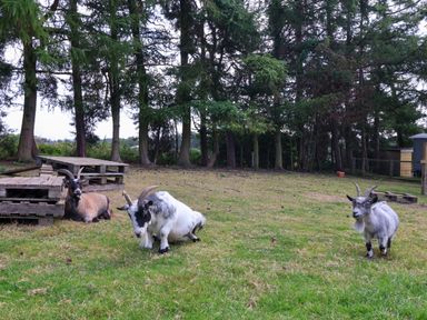 Three goats on grass near wooden pallets and trees at Bellwether in Helmsley
