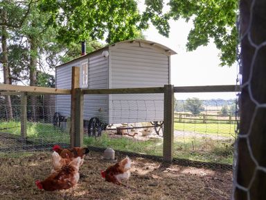 A fenced chicken coop with chickens and a white wooden wagon in a rural setting at Bellwether in Helmsley