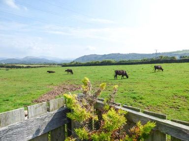 A field with cows grazing and hills in the background at Muncaster View in Carleton near Ravenglass