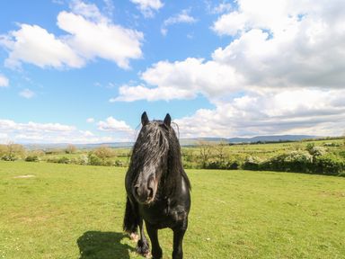 A black horse standing on grass in a field under a partly cloudy sky at Apple Tree Cottage in Bleatarn near Kirkby Stephen