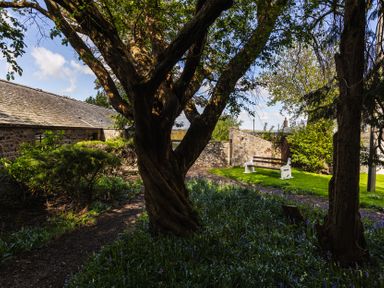 A garden with a tree and bench at Bracken Lodge in Wooler