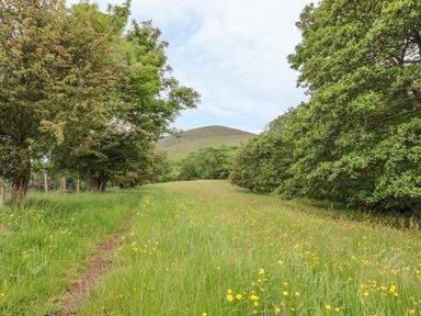 A grassy field with yellow flowers and a dirt path surrounded by trees and a hill in the distance at Dingle Den in Craswall