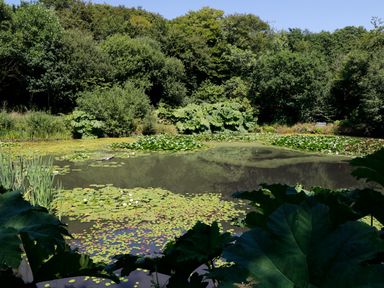 A pond with lily pads surrounded by trees and large leaves at Janes Place in Lifton