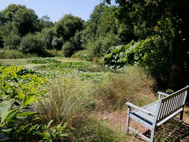 A bench by a pond covered with lily pads surrounded by bushes and trees at Janes Place in Lifton