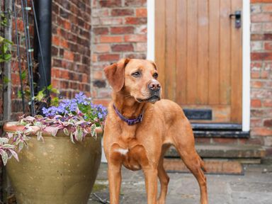 A brown dog standing on a patio next to a large plant pot with flowers and a wooden door in the background at Manor Cottage in Northallerton