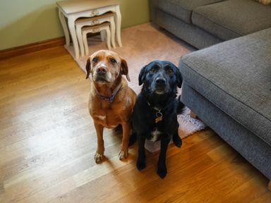 Two dogs sitting on a wooden floor near a gray sofa and stacked white nesting tables at Manor Cottage in Northallerton