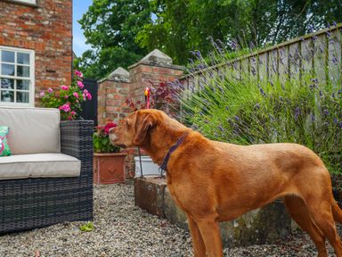 A brown dog standing on gravel near a wicker sofa and brick walls with flowers at Manor Cottage in Northallerton