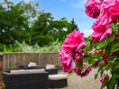 Pink roses with outdoor seating furniture and wooden fence in the background at Manor Cottage in Northallerton
