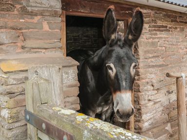A donkey standing in a doorway of a stone stable at The Cow Cott in Hereford
