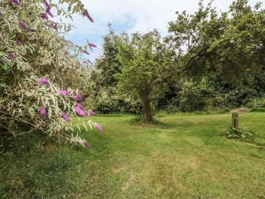 A garden with a tree in the center and purple flowers on the left at The Cow Cott in Hereford
