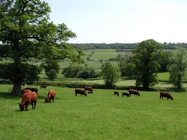 A pasture with cows grazing under trees and fields in the background at Whitehall Farm Cottage in Honiton